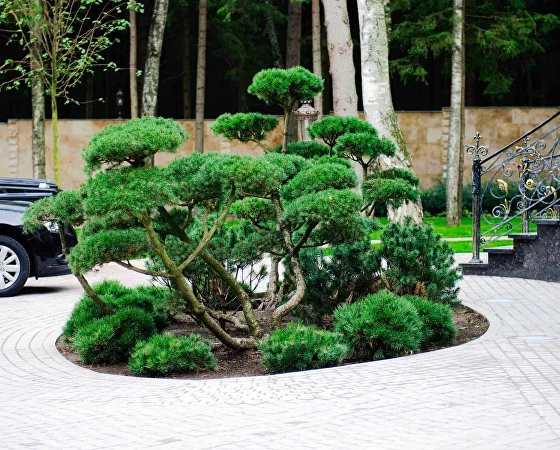 ландшафтный проект Шервуд